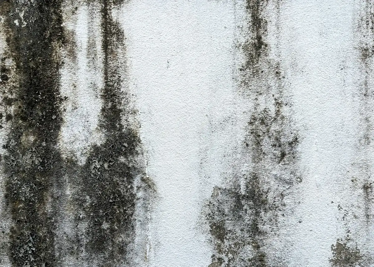 Mold growing on a white wall