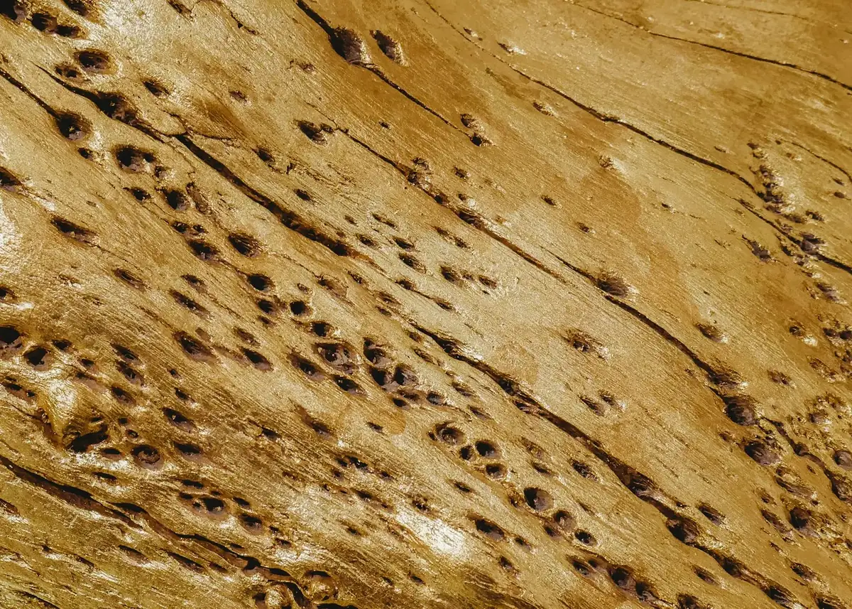 Close-up of wood damaged by wood-destroying insects