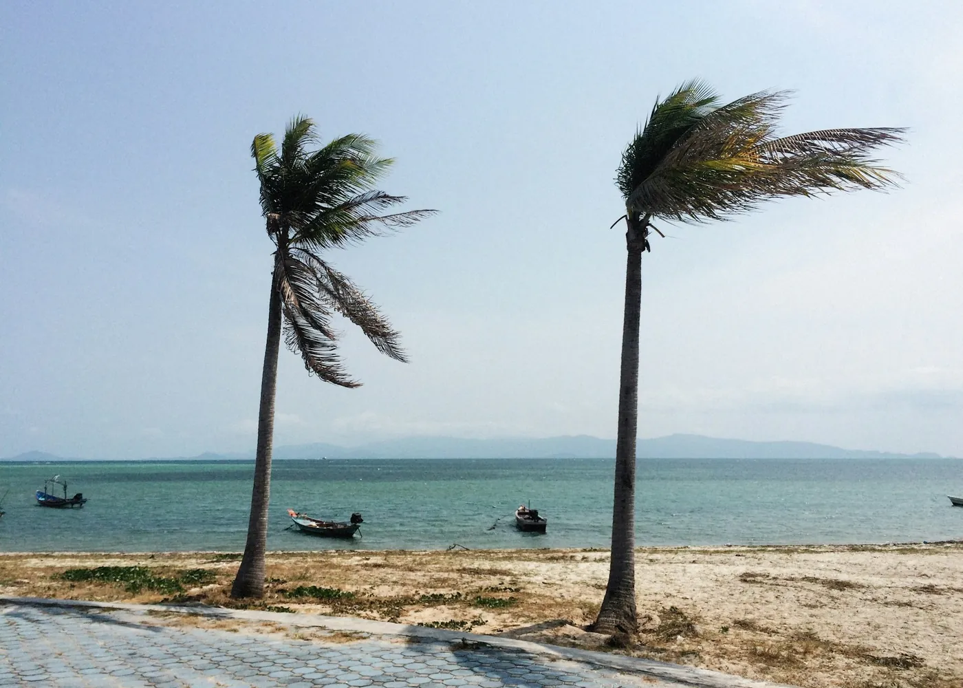 Palm trees bending in strong wind on a Florida beach